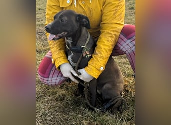 Hailey, geboren 25.01.2025, 39cm sucht aktives Zuhause