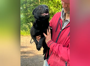 Ajna, geb. 06/2024, 39 cm, sucht ihre Herzensmenschen