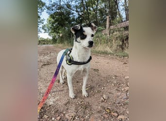 Mezi, geboren 21.05.2023, 35cm sucht ihr Körbchen (Pflegestelle Deutschland)