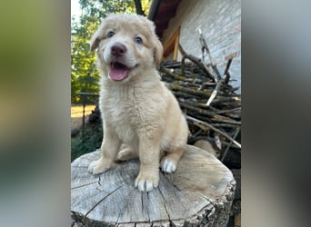 Sari, geboren 25.04.2026, 30cm sucht ihre Familie