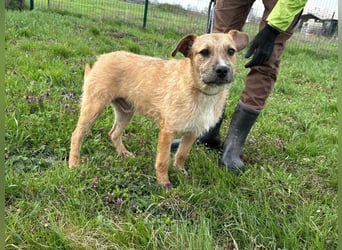 Jerry, geboren 15.07.2024, 42cm sucht sein Körbchen