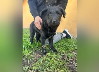 Tommy, geb. 12.2025, 36cm sucht sein Körbchen