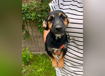 Tilli, geb. 02.2026, 26cm sucht ihre Chance