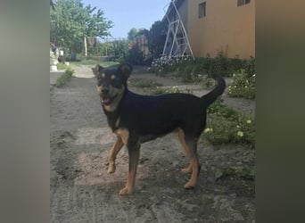 Jade, 8 Monate, 40cm sucht liebevolles Zuhause