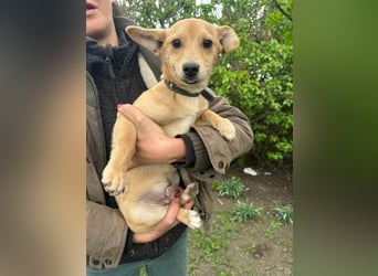 Yoda, geboren 13.01.2026, 26cm sucht sein Zuhause