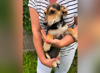 Teo, geboren 08.02.2026, 27cm sucht sein Körbchen