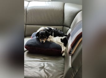 Milo, geboren 21.05.2023, 43cm sucht sein Zuhause (Pflegestelle in Deutschland)