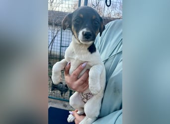 Molly, geboren 01.12.2025, 28cm sucht ihr Plätzchen