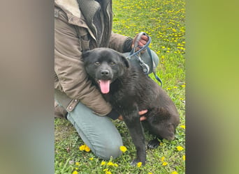 Roy, geb. Juli 2025, 43cm sucht sein Körbchen