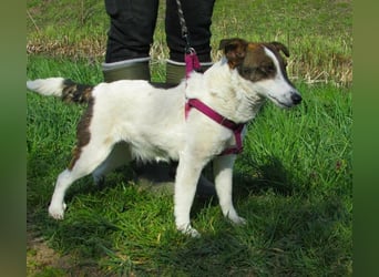 Szamoca, geb. 06/2025, 35 cm, sucht ihre Herzensmenschen