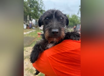 Pixie, geboren 02.11.2025, 33cm sucht ihr Zuhause