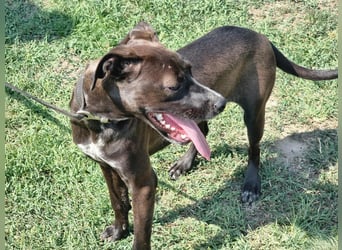 Hailey, geboren 25.01.2025, 39cm sucht aktives Zuhause