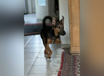 Marko, geboren 26.06.2025, 40cm sucht neues Zuhause