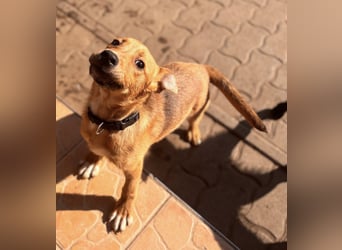 Koda, geboren 01.11.2025, 35cm sucht sein Körbchen