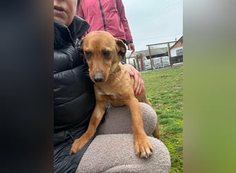 Bubu, geboren 10.05.2025, 35cm sucht Familienanschluss