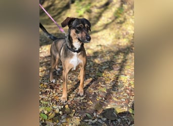 Pircsi, 2 Jahre, 42cm sucht erfahrene Hände