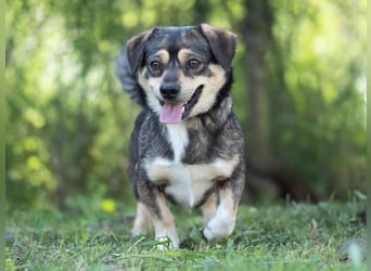 Mogyi, geboren 01.03.2023 sucht sein Glück