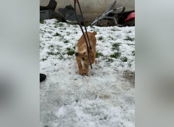 Goji, geboren 25.08.2025, 37cm sucht seine Familie