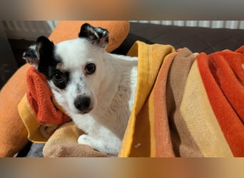 Mezi, geboren 21.05.2023, 35cm sucht ihr Körbchen (Pflegestelle Deutschland)