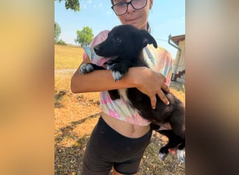Danny, geboren 25.05.2026, 29cm sucht seine Menschen