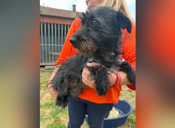 Pixie, geboren 02.11.2025, 33cm sucht ihr Zuhause