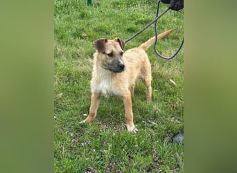 Jerry, geboren 15.07.2024, 42cm sucht sein Körbchen