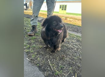 Nico, geboren 06.06.2024, 34cm sucht sein Körbchen