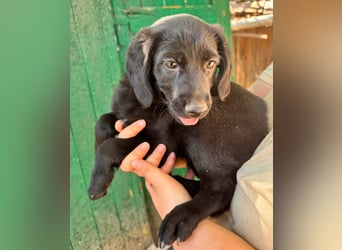 Mabel, geboren 04.05.2026, 26cm sucht ihre Menschen