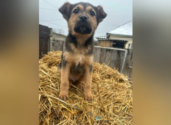 Mancs, geboren 04.10.2025, 30cm sucht leibevolles Zuhause