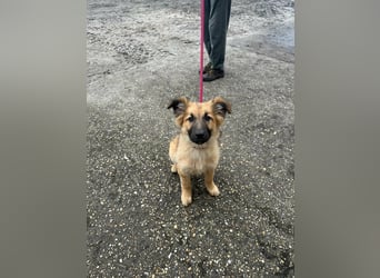 Fedra, geboren 01.11.2025, 40cm sucht ihr Menschen