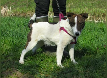 Szamoca, geboren 06.2025, 35cm sucht ihre Familie