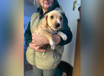 Darla, geboren 10.11.2025, 24cm sucht ihr Zuhause