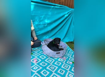 Austin, 2 Jahre sucht sein Körbchen