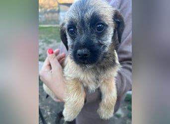 Mia, geboren 01.12.2025, 24cm sucht ihr für immer Zuhause