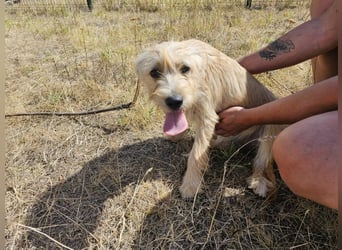 Libby, geboren 01.04.2026, 40cm sucht ihr Glück