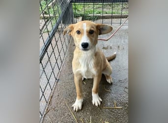 Roni, geboren 01.06.2025, 39cm sucht sein Zuhause