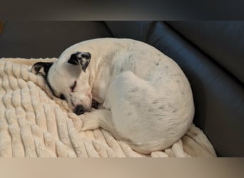 Mezi, geboren 21.05.2023, 35cm sucht ihr Körbchen (Pflegestelle Deutschland)