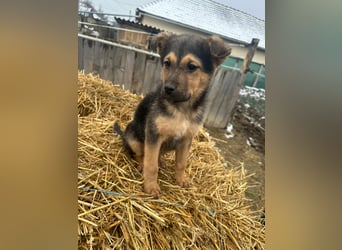 Mancs, geboren 04.10.2025, 30cm sucht leibevolles Zuhause