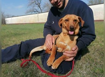 Bubu, geb. 05.2025, 35cm, sucht seine Familie