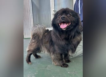 Nico, geboren 06.06.2024, 34cm sucht sein Körbchen