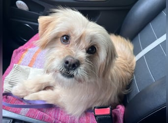 Suzy, geboren 28.11.2023, 34cm sucht ihre Menschen