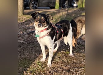 Milo, geboren 21.05.2023, 43cm sucht sein Zuhause (Pflegestelle in Deutschland)