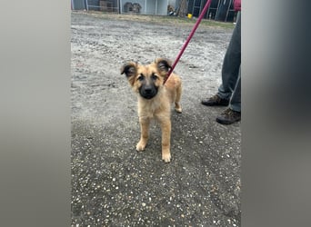 Fedra, geboren 01.11.2025, 40cm sucht ihr Menschen