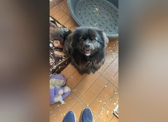 Nico, geboren 06.06.2024, 34cm sucht sein Körbchen