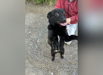 Ajna, geb. 06.2024, 39cm sucht ihre Menschen