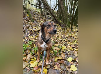 Pircsi, 2 Jahre, 42cm sucht erfahrene Hände