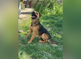 Bendeguz, geboren 01.02.2024, 39cm sucht Hoffnung