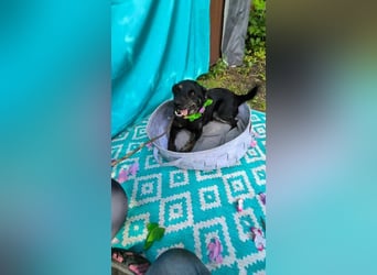 Austin, 2 Jahre sucht sein Körbchen