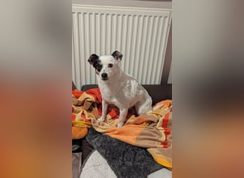 Mezi, geboren 21.05.2023, 35cm sucht ihr Körbchen (Pflegestelle Deutschland)