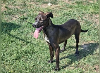 Hailey, geboren 25.01.2025, 39cm sucht aktives Zuhause